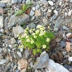 Saxifraga muscoides Fula