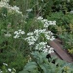 Parthenium integrifolium Çiçek