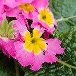 Primula vulgaris Fiore