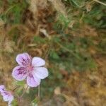 Erodium glandulosum Flower