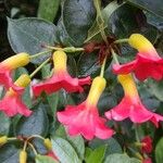 Rhododendron christi Flower