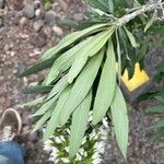 Echium giganteum Fulla