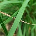 Calamagrostis arundinacea Likasa