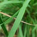 Calamagrostis arundinacea Folha