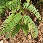 Chamaecrista fallacina Leaf