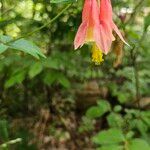 Aquilegia canadensisফুল