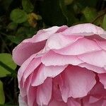 Rosa × damascena ᱵᱟᱦᱟ
