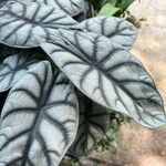 Alocasia baginda Лист