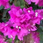 Bougainvillea spectabilis花