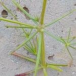 Galium setaceum Feuille