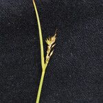 Carex nubigena Meyve