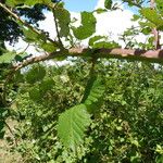 Rubus winteri Blad