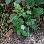 Vinca difformis Flors