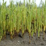 Salicornia bigelovii Habit