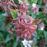 Abelia x grandiflora Flor