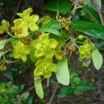 Stigmaphyllon discolor Flower