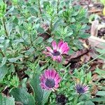 Osteospermum spp. Flors