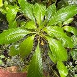 Impatiens auricoma Blad