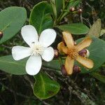 Clusia criuva Flor