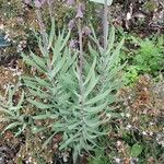 Fritillaria persica Bark