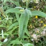 Buddleja albiflora Ліст