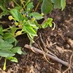 Lantana viburnoides Blad