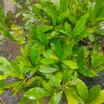 Synsepalum dulcificum برگ