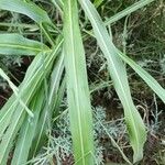 Sorghum halepense Blatt