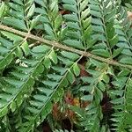 Polystichum aculeatum Likasa