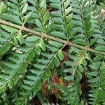 Polystichum aculeatum Blad