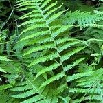 Thelypteris noveboracensis Leaf