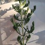 Hypericum perfoliatum Leaf