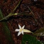 Anemopaegma chrysoleucum Costuma