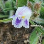 Craterostigma hirsutum Flower