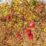 Rosa stylosa Ffrwyth