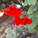 Salvia coccinea Virág