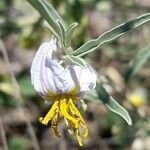 Solanum elaeagnifolium Õis