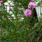 Callistemon sieberi Õis