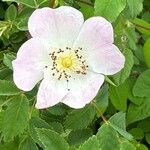 Rosa micrantha Flors
