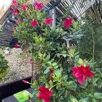 Mandevilla sanderi 整株植物