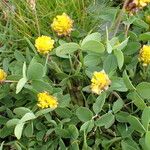 Trifolium badium Diğer