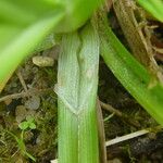 Carex punctata Beste bat