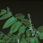 Juglans mandshurica Flower