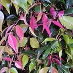 Syzygium luehmannii Листок