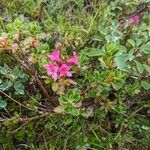 Arctous alpina Flor