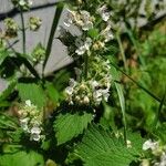 Nepeta cataria Blüte