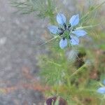 Nigella arvensisFloro