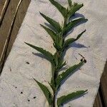 Eupatorium serotinum 葉