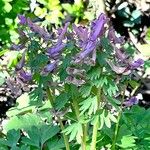 Corydalis solida Hábito