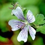 Geranium renardii Other